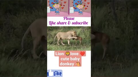 Lion 🦁 love 💕 cute baby donkey #shorts #youtubeshorts youtub