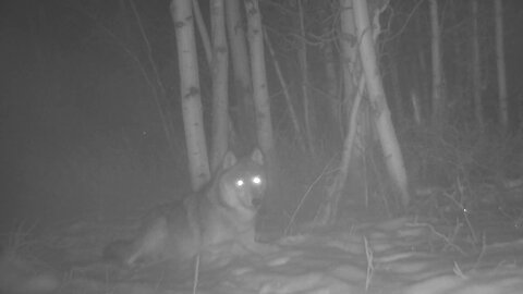 A Wolf Kills Time at My Trail Cam.