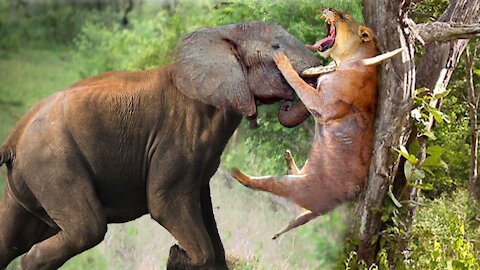 The Horrifying Scene When The Angry Giant Elephant Attacked Even Lion Had To Cry