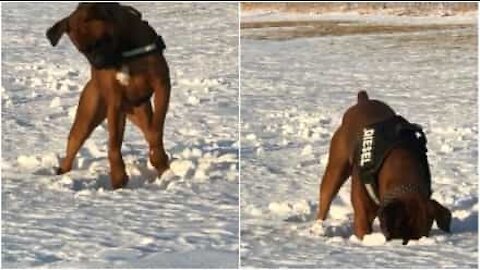 Mikä tekniikka! Koira kaivaa lelua lumesta hulvattomalla tavalla
