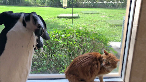 Cat Is Not Amused That Great Dane Interrupts His Bug Watching