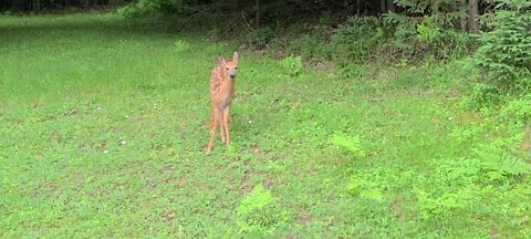 Brave little fawn