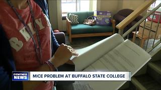 Mice infestation at Buffalo State College apartment