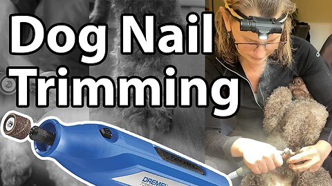 Dog nails trimming