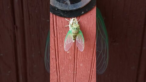Fresh from the ground wet Cicada #cicada pretty insect