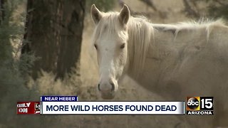 Three more wild horses found dead in the Apache-Sitgreaves forest