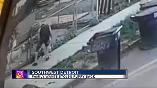 Family hopes surveillance video will lead to man who stole their dog