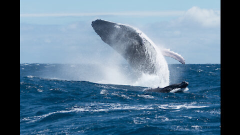 Giant Whale Almost swallowed the Man and his kayak, Awesome