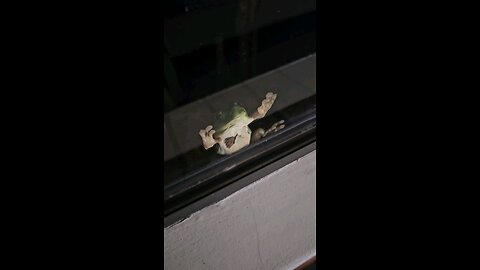 frog 🐸 out side