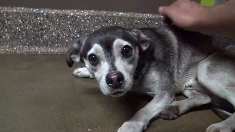 Dog Evaded Capture For 2 Years But What He Did After Caught Brought Tears To His Rescuer’s Eyes