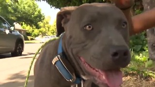 Pitbull alerts family to house fire, drags baby to safety