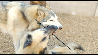 The battle for the Stick continues Between Jake and Lolly