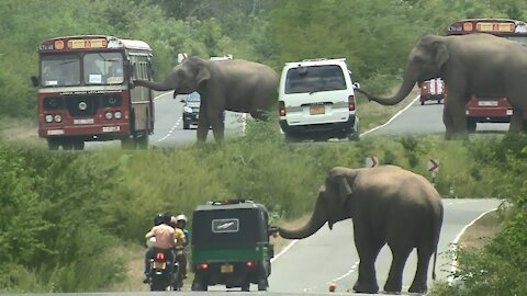 A Wild Elephant Waiting For Food Many Time