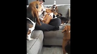 Hilarious basset hound throws jealous temper tantrum