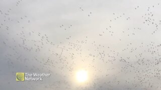 That is one large flock of geese, all heading south for the winter