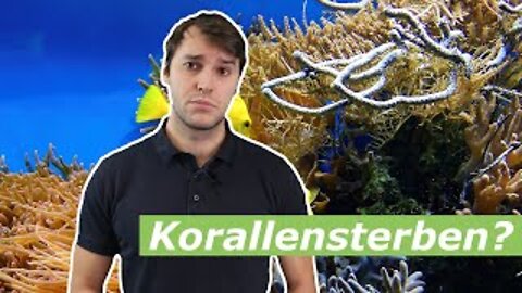 Korallensterben - Klimawissen, kurz&bündig