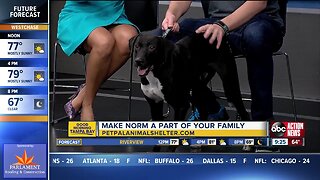Pet of the week: Norman is a shy, quiet all-American boy