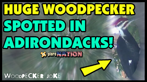 Pileated Woodpecker Joke - Filmed in the Adirondack Mountains of New York