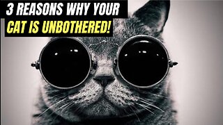 3 REASONS WHY YOUR CAT IS UNBOTHERED