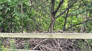 4 Cardinal fledglings once again