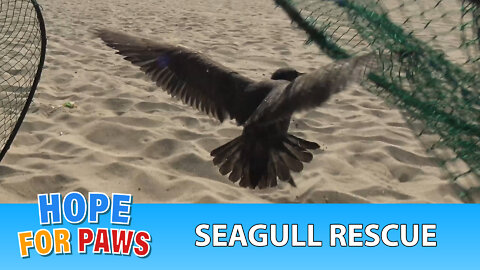 Seagull tangled in fishing line and a rubber around his neck is rescued!