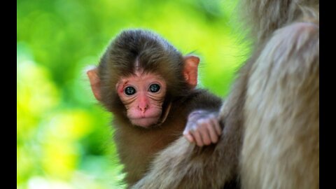 Cute Baby Monkey 🙉