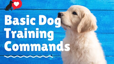 The Beginner's Guide to basic dog training commands