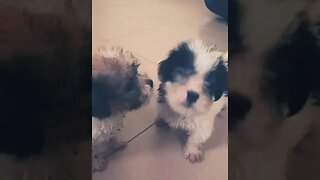 Adorable Lhasa Apso Puppies #shorts #puppy #dog #cute #doglover