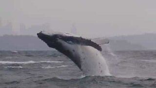 Whale calf surprises tourists in Australia