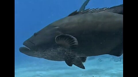 Tiger Shark and grouper