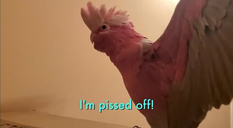 Parrot Throws Tantrum And Says He's Pi$$ed Of, Try Not To Laugh