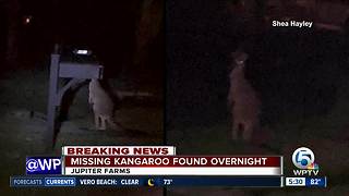 Neighbors describe finding missing kangaroo overnight in Jupiter Farms
