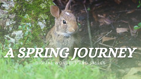 A Spring Journey