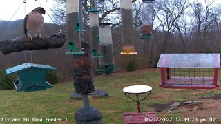 PA Feeder 1 - Coopers Hawk on log