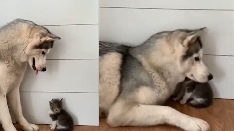 Husky raises kitten as if it was her won puppy