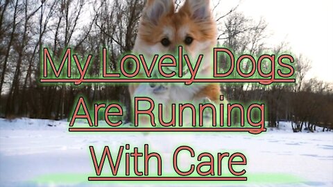 Lovely Dogs Are Running With Care