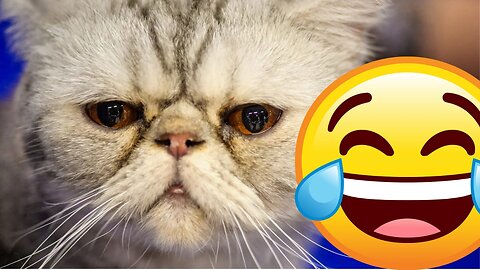 Funniest Animals🤣😂 New Funny Cats and Dogs Videos 😹🐶/ Part 5