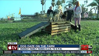 Dog Dazes of fun this weekend at Murray Family Farms