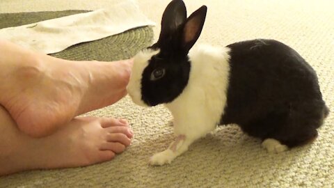 Rabbit demands foot petting!