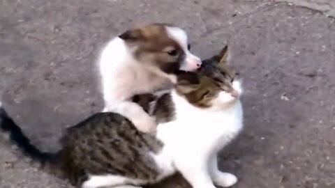 Dog loves cat! They are best friends