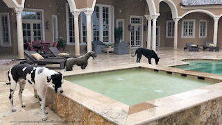 Great Danes Enjoy A Florida Sun Shower Rain