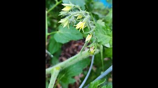 Tip for Growing More Tomatoes