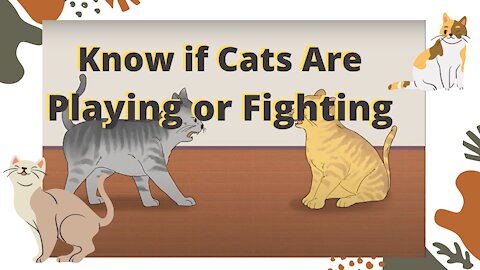 🔴🔴😱😱👉👉Know if Cats Are Playing or Fighting