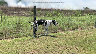 Great Dane Lifts A Leg To Help Put Out A Controlled Wildlife Fire Burn