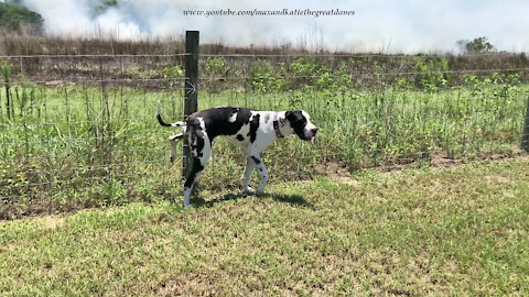 Great Dane Lifts A Leg To Help Put Out A Controlled Wildlife Fire Burn