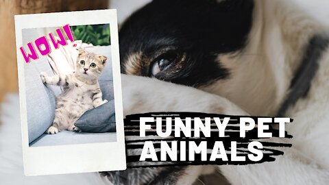 Cute Pets And Funny Animals will make you LAUGH like a drain - Time To Relax 2021