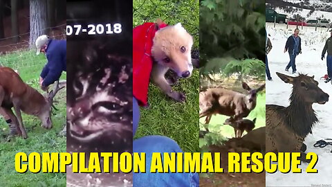 ANIMAL RESCUE COMPILATION 2 OF 2
