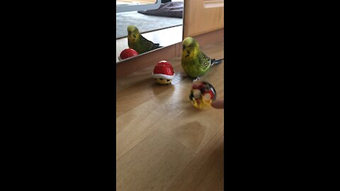 Budgie staying for Mirror