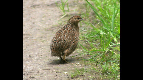 Quail birds