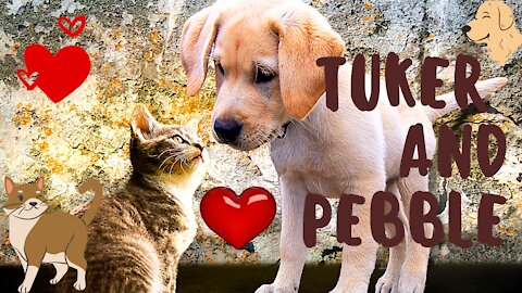 TUKER and PEBBLE's Friendship | Cat & Dog lovers | #cutepuppy #cutecats #catanddog